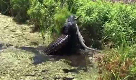 فيديو مثير: تمساح ضخم (4 أمتار) يلتهم آخر أصغر منه (1.5 متر)! صورة رقم 2