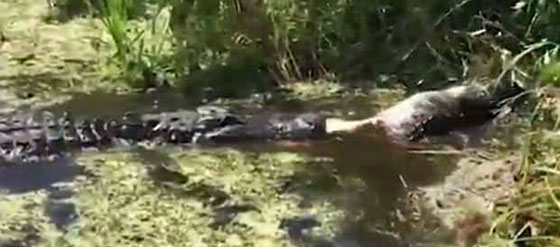 فيديو مثير: تمساح ضخم (4 أمتار) يلتهم آخر أصغر منه (1.5 متر)! صورة رقم 3
