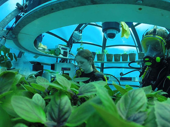 فيديو وصور.. حديقة لإنتاج الخضروات تحت الماء صورة رقم 4