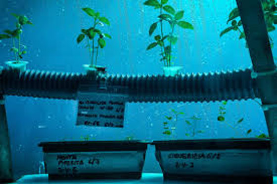 فيديو وصور.. حديقة لإنتاج الخضروات تحت الماء صورة رقم 5