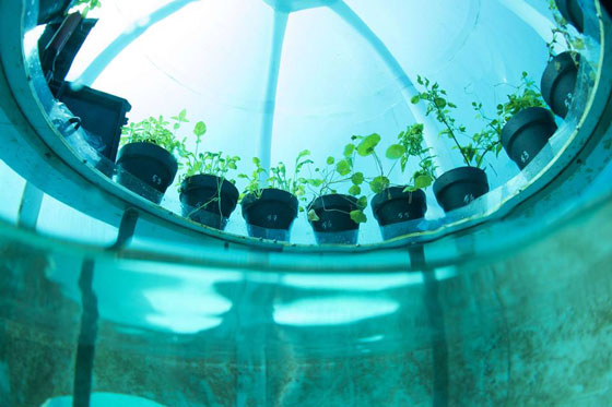 فيديو وصور.. حديقة لإنتاج الخضروات تحت الماء صورة رقم 9