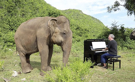 فيديو طريف.. أنثى فيل كفيفة ترقص وتتمايل على أنغام البيانو! صورة رقم 1