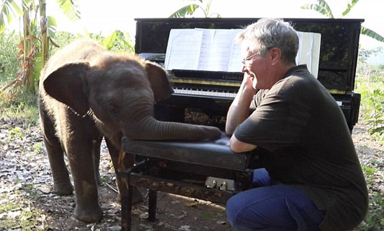 فيديو طريف.. أنثى فيل كفيفة ترقص وتتمايل على أنغام البيانو! صورة رقم 4