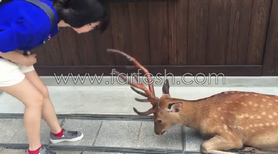 فيديو مذهل.. غزلان يابانية تقوم بإلقاء التحية على الطريقة اليابانية! صورة رقم 4