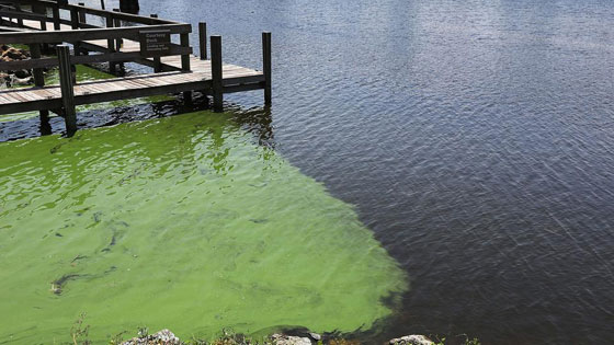 بالصور.. فلوريدا تعلن حالة الطوارئ بسبب انتشار الطحالب السامة صورة رقم 1