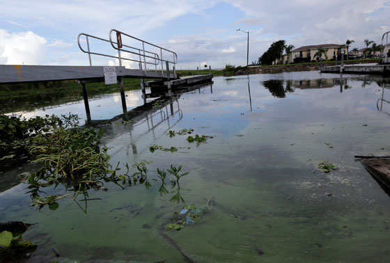 بالصور.. فلوريدا تعلن حالة الطوارئ بسبب انتشار الطحالب السامة صورة رقم 5