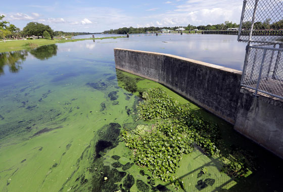 بالصور.. فلوريدا تعلن حالة الطوارئ بسبب انتشار الطحالب السامة صورة رقم 2
