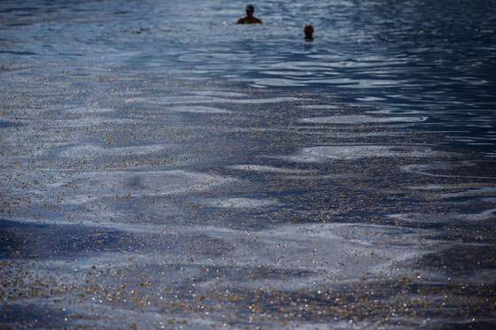 بالصور.. فلوريدا تعلن حالة الطوارئ بسبب انتشار الطحالب السامة صورة رقم 12