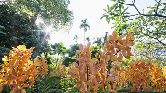بالصور.. أجمل 8 حدائق نباتية ساحرة في العالم صورة رقم 5