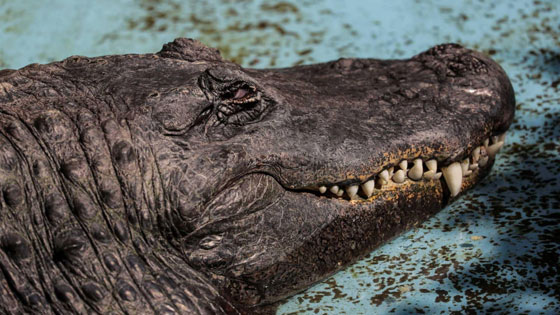 مويا: أكبر تمساح في الأسر في العالم وصل قبيل الحرب العالمية الثانية صورة رقم 1