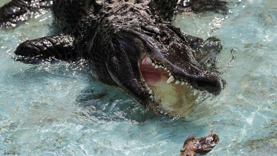 نجا من الحرب العالمية ومازال على قيد الحياة.. اليكم حكاية أكبر تمساح في العالم صورة رقم 7