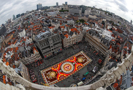 بالفيديو والصور.. سجادة زهور ضخمة تأسر الأنظار في بروكسل صورة رقم 1