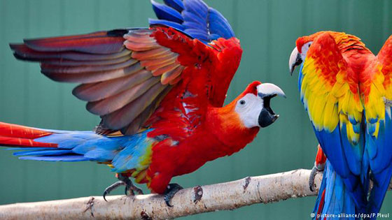 بالصور.. طيور بألوان براقة في أجمل صورة كأنها مجموعة من ألوان الأحجار الكريمة صورة رقم 1
