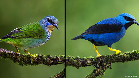 بالصور.. طيور بألوان براقة في أجمل صورة كأنها مجموعة من ألوان الأحجار الكريمة صورة رقم 2