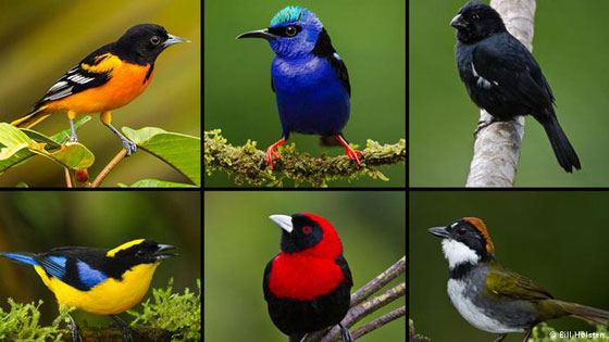 بالصور.. طيور بألوان براقة في أجمل صورة كأنها مجموعة من ألوان الأحجار الكريمة صورة رقم 4