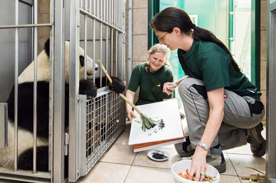 بالصور.. الباندا الرسامة تجذب زوار حديقة حيوان فيينا برسوماتها صورة رقم 3