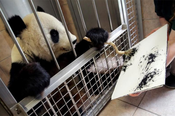 بالصور.. الباندا الرسامة تجذب زوار حديقة حيوان فيينا برسوماتها صورة رقم 5
