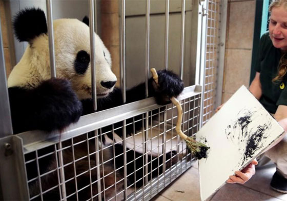 بالصور.. الباندا الرسامة تجذب زوار حديقة حيوان فيينا برسوماتها صورة رقم 6