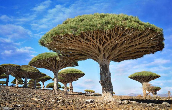 بالصور.. تعرفوا على أكثر الأشجار روعة وجمالا في العالم صورة رقم 7