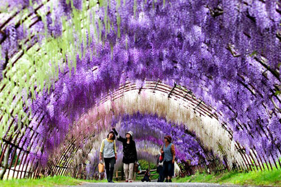 زيارة رومانسية من نوع خاص للاستمتاع بالطبيعة في أنفاق ويستريا اليابانية صورة رقم 2