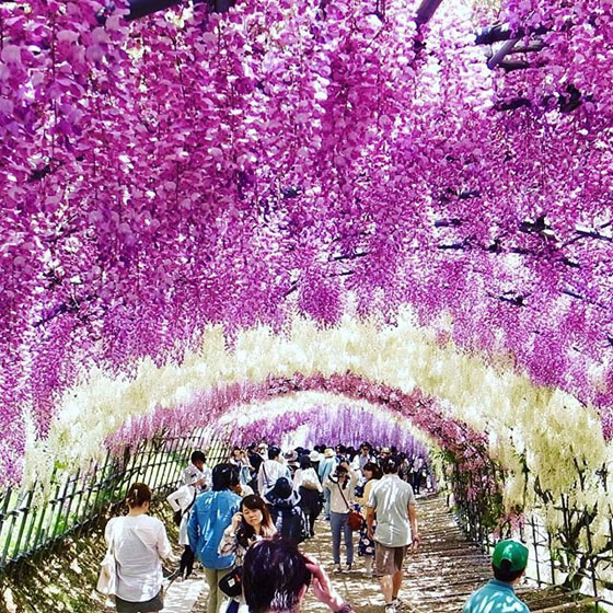 زيارة رومانسية من نوع خاص للاستمتاع بالطبيعة في أنفاق ويستريا اليابانية صورة رقم 3