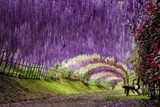 زيارة رومانسية من نوع خاص للاستمتاع بالطبيعة في أنفاق ويستريا اليابانية صورة رقم 4