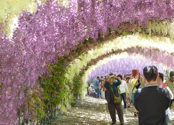 زيارة رومانسية من نوع خاص للاستمتاع بالطبيعة في أنفاق ويستريا اليابانية صورة رقم 8