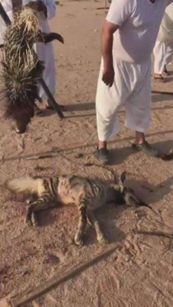  فيديو صادم وبشع: يصطادوا حيوانات من القوارض بالرصاص ويأكلونها صورة رقم 2