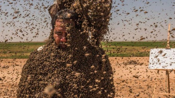 صور: سعودي يحاول دخول موسوعة غينيس بوقوف 100 كيلو من النحل على جسمه! صورة رقم 2