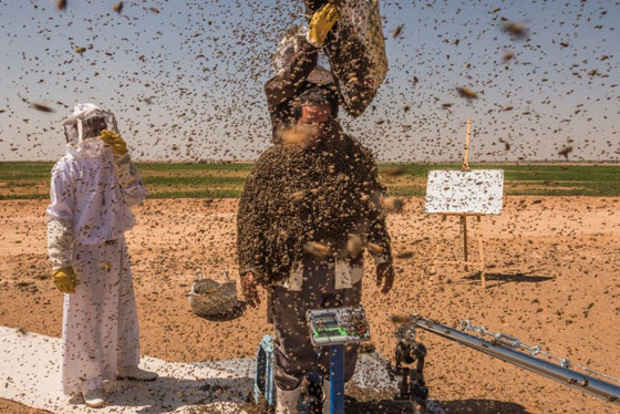 صور: سعودي يحاول دخول موسوعة غينيس بوقوف 100 كيلو من النحل على جسمه! صورة رقم 5