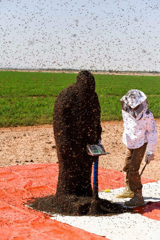 صور: سعودي يحاول دخول موسوعة غينيس بوقوف 100 كيلو من النحل على جسمه! صورة رقم 6