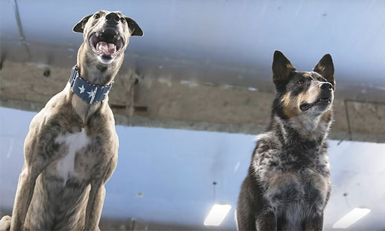 كلبتان تحققان رقمان قياسيان في القفز وتدخلان موسوعة غينيس! فيديو صورة رقم 3