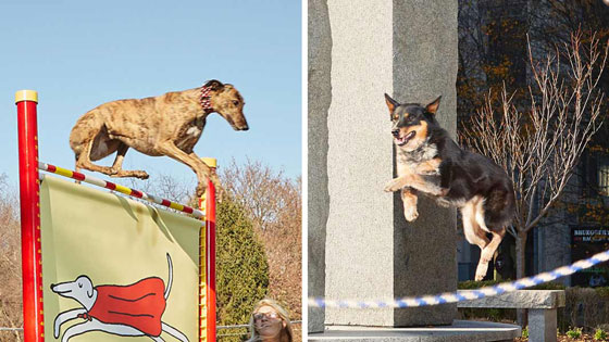 كلبتان تحققان رقمان قياسيان في القفز وتدخلان موسوعة غينيس! فيديو صورة رقم 4