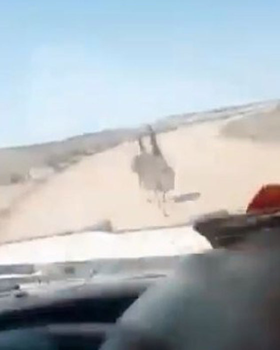 فيديو قاسي.. سائق أسترالي يقوم بدهس موكب من النعام عن عمد وهو يضحك! صورة رقم 3