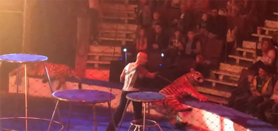فيديو صادم: نمر يصاب بنوبة صرع أثناء عرض السيرك  صورة رقم 1
