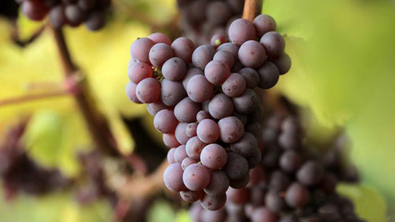 أشهر المناطق لزراعة العنب وإنتاج النبيذ في أوروبا صورة رقم 2