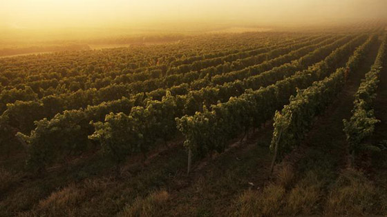 أشهر المناطق لزراعة العنب وإنتاج النبيذ في أوروبا صورة رقم 3