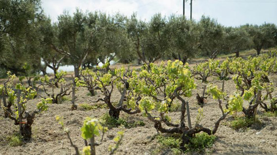 أشهر المناطق لزراعة العنب وإنتاج النبيذ في أوروبا صورة رقم 4