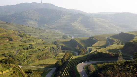أشهر المناطق لزراعة العنب وإنتاج النبيذ في أوروبا صورة رقم 9