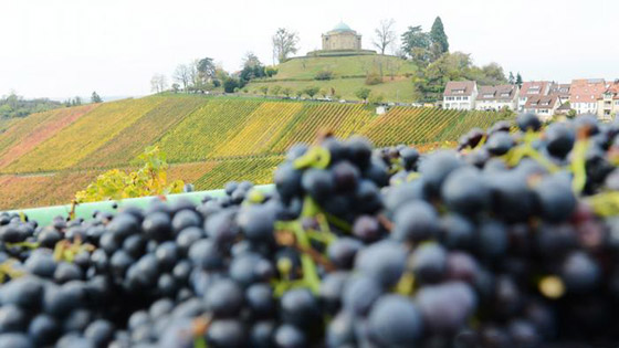 أشهر المناطق لزراعة العنب وإنتاج النبيذ في أوروبا صورة رقم 11