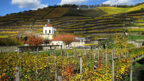 أشهر المناطق لزراعة العنب وإنتاج النبيذ في أوروبا صورة رقم 12