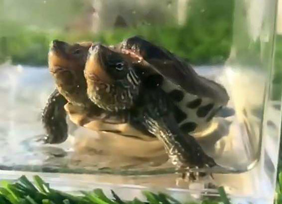 فيديو: محمية حيوانات صينية تعرض سلحفاة غريبة برأسين! صورة رقم 1