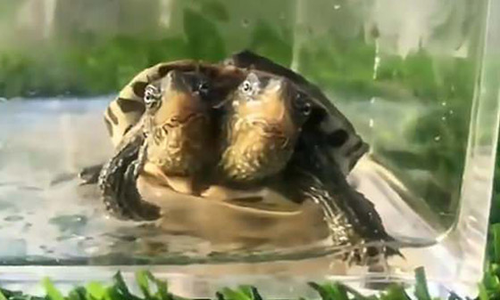 فيديو: محمية حيوانات صينية تعرض سلحفاة غريبة برأسين! صورة رقم 2