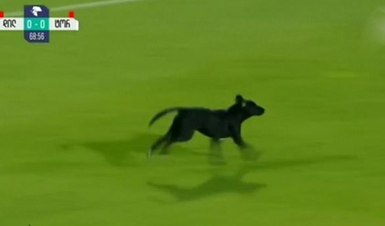 فيديو طريف.. كلب يقتحم ملعبا ويتسبب في تعطيل مباراة كرة قدم صورة رقم 1