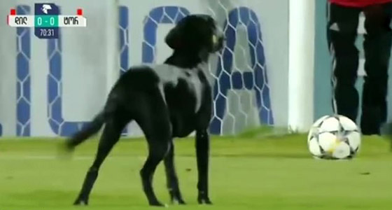 فيديو طريف.. كلب يقتحم ملعبا ويتسبب في تعطيل مباراة كرة قدم صورة رقم 2