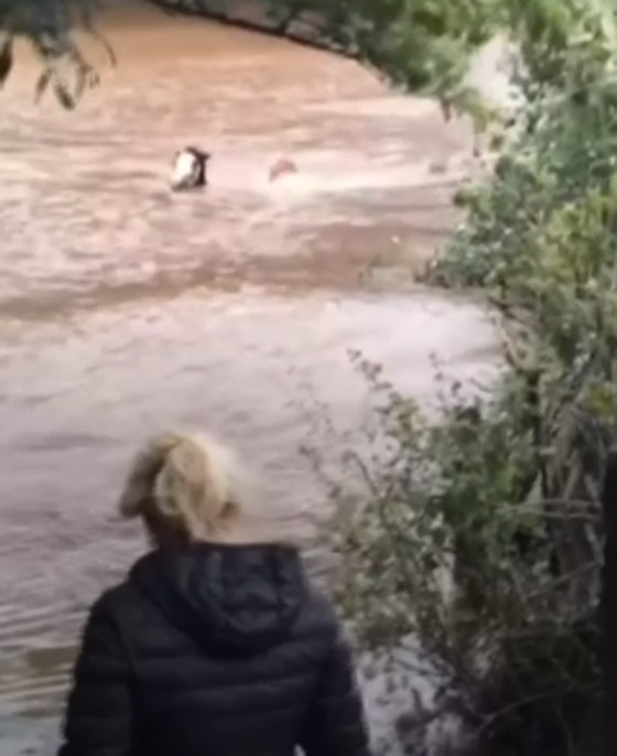 فيديو مغامرة خطيرة.. رجل وحصان في الماء صورة رقم 2