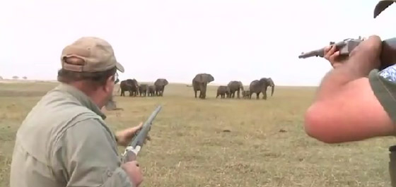 قطيع أفيال يهاجم صيادين لإطلاقهم النار على واحد منهم.. فيديو صورة رقم 1