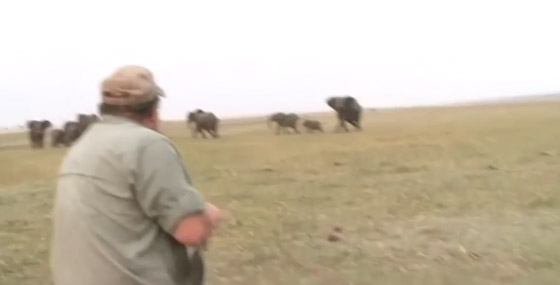 قطيع أفيال يهاجم صيادين لإطلاقهم النار على واحد منهم.. فيديو صورة رقم 3