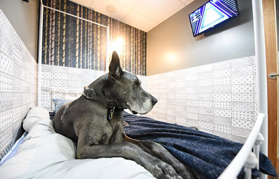 صور: رجل أعمال يقيم فندق كلاب فاخر من الدرجة الأولى في بريطانيا صورة رقم 2