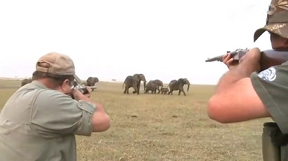 بالفيديو.. قطيع أفيال يهاجم صيادين لإطلاقهم النار على واحد منهم صورة رقم 1